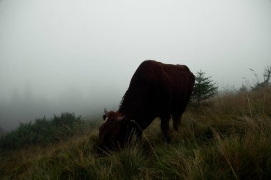 dağlar yoğun sis, boğa grazes sürüsü ile kaplı