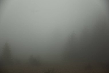 Sis olduğunu hemen hemen hiçbir şey görünür sadece karanlık siluetleri ağaçlarının