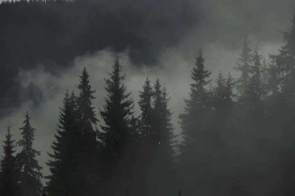 Montagne Coperte Alti Abeti Nella Nebbia Profonda Estate — Foto Stock
