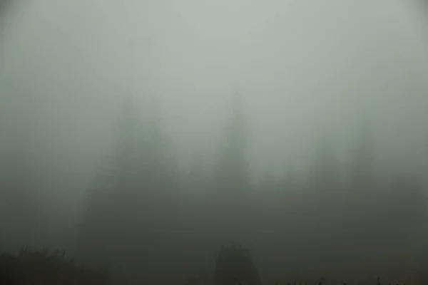 Nebbia Quasi Nulla Visibile Solo Sagome Scure Degli Alberi — Foto Stock