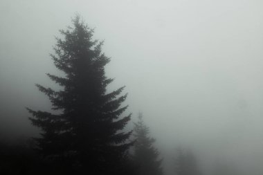Sabah erken Ladin siste görmek için hemen hemen hiçbir şey olduğunu