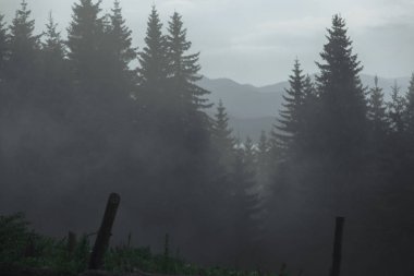 Sisli bir yaz sabahında dağlarda eko-çiftlik