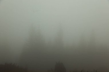 Sis olduğunu hemen hemen hiçbir şey görünür sadece karanlık siluetleri ağaçlarının