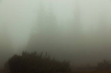 Sis olduğunu hemen hemen hiçbir şey görünür sadece karanlık siluetleri ağaçlarının