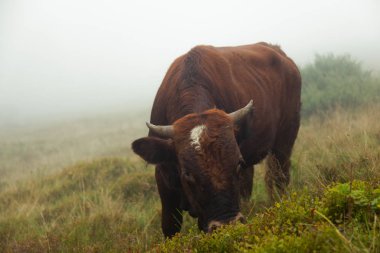 dağlar yoğun sis, boğa grazes sürüsü ile kaplı