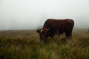 dağlar yoğun sis, boğa grazes sürüsü ile kaplı