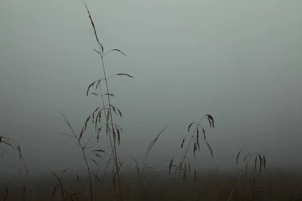 夏日清晨 高高的小草在雾中滴下露珠 — 图库照片