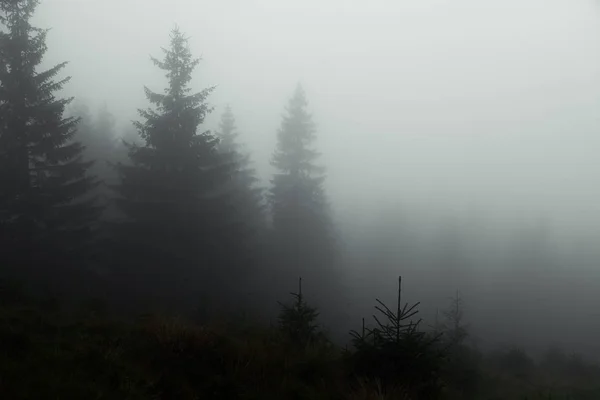 Abeto Temprano Mañana Niebla Casi Nada Que Ver — Foto de Stock