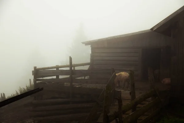 Eco Fattoria Montagna Una Nebbiosa Mattina Estate — Foto Stock