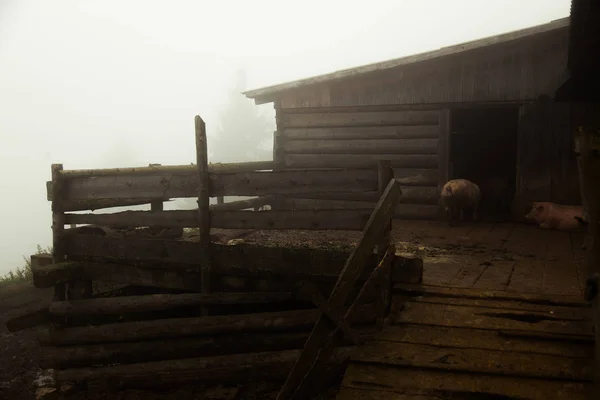 Öko Farm Hegyekben Egy Ködös Nyári Reggelen — Stock Fotó