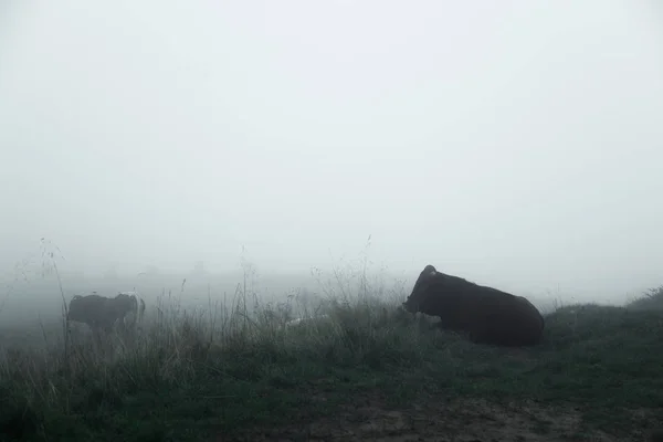 Горы Покрытые Густым Туманом Стадо Быков Пасется — стоковое фото
