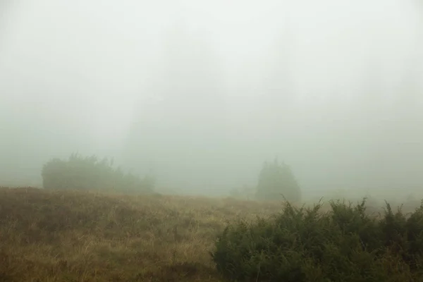 Névoa Quase Nada Visível Apenas Silhuetas Escuras Das Árvores — Fotografia de Stock