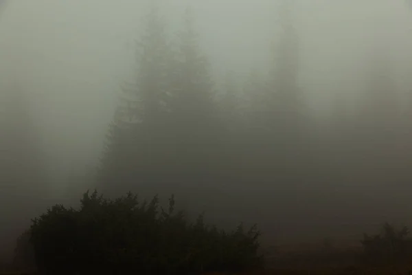 Niebla Casi Nada Visible Solo Las Siluetas Oscuras Los Árboles —  Fotos de Stock