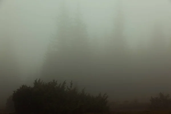 Niebla Casi Nada Visible Solo Las Siluetas Oscuras Los Árboles —  Fotos de Stock