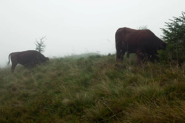 Montanhas Cobertas Com Densa Névoa Uma Manada Touros Pastam — Fotografia de Stock