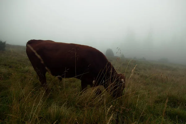 Горы Покрытые Густым Туманом Стадо Быков Пасется — стоковое фото