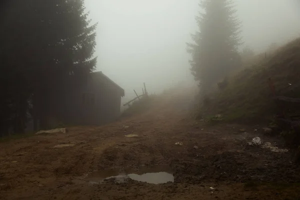 霧の多い夏の朝に山の中で — ストック写真