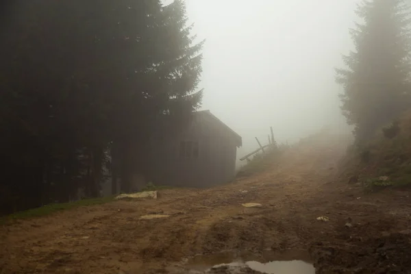 霧の多い夏の朝に山の中で — ストック写真