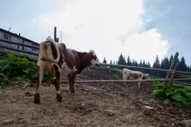 otlatma sonra sağım önce dağlarda bir çiftlikte inek