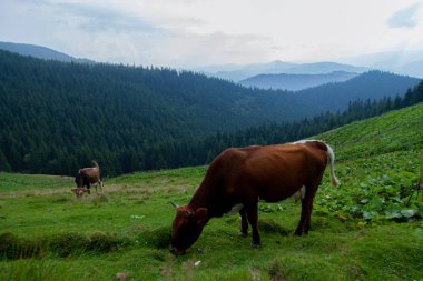 inek bir otsu çayır özgürlük dağlarında grazes