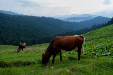 inek bir otsu çayır özgürlük dağlarında grazes