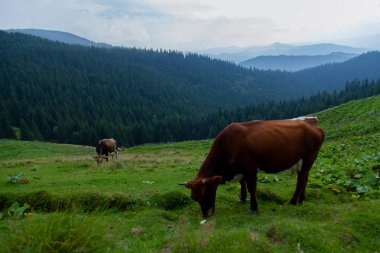 inek bir otsu çayır özgürlük dağlarında grazes