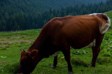inek bir otsu çayır özgürlük dağlarında grazes