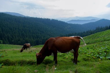 inek bir otsu çayır özgürlük dağlarında grazes