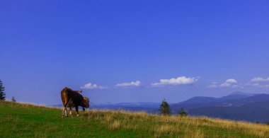 mavi gökyüzü karşı bir dağın tepesinde genç boğa