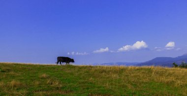 mavi gökyüzü karşı bir dağın tepesinde genç boğa