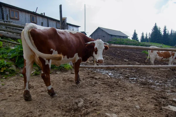 Otlatma Sonra Sağım Önce Dağlarda Bir Çiftlikte Inek — Stok fotoğraf