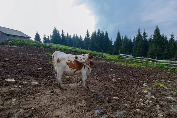 Корова Ферме Горах Перед Доением После Выпаса — стоковое фото