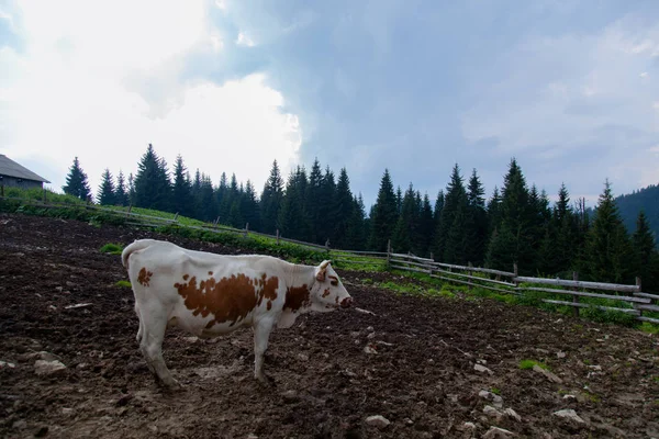 Otlatma Sonra Sağım Önce Dağlarda Bir Çiftlikte Inek — Stok fotoğraf