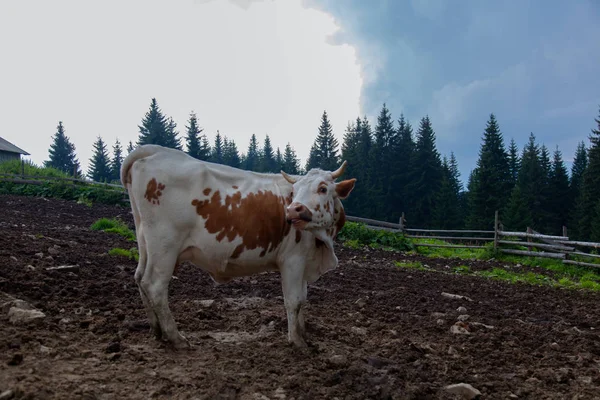 Vaca Una Granja Las Montañas Antes Ordeñar Después Del Pastoreo — Foto de Stock