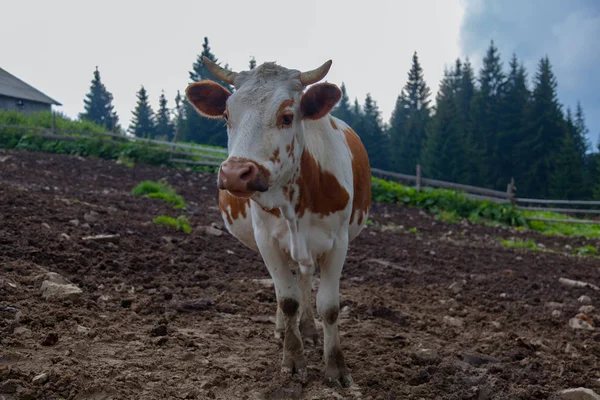 Cow Farm Mountains Milking Grazing — Stock Photo, Image