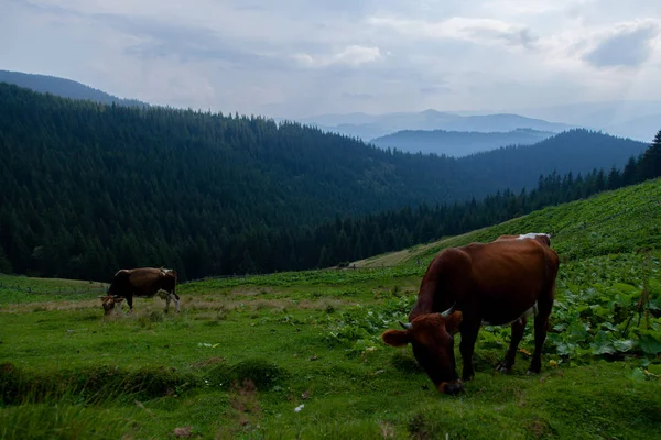 Vaca Pastando Prado Herboso Las Montañas Libertad — Foto de Stock