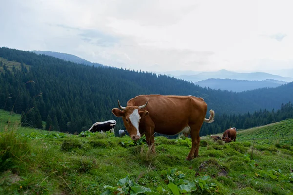 Cow Grazes Grassy Meadow Mountains Freedom — Stock Photo, Image