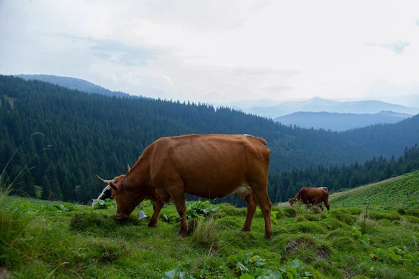 Cow Grazes Grassy Meadow Mountains Freedom — Stock Photo, Image