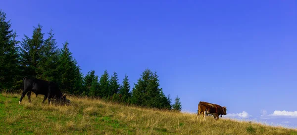 Young Bulls Top Mountain Blue Sky — Stock Photo, Image