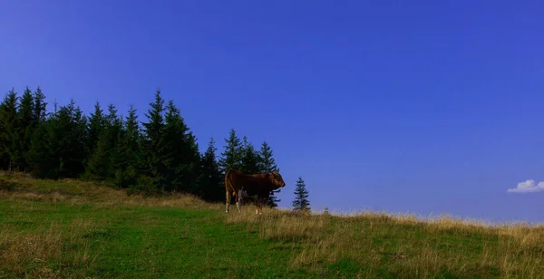 一座山上的年轻公牛对着蓝天 — 图库照片