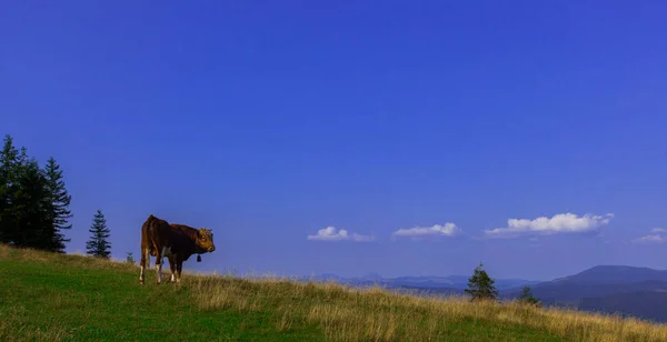 Toros Jóvenes Cima Una Montaña Contra Cielo Azul — Foto de Stock