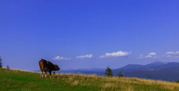 Toros Jóvenes Cima Una Montaña Contra Cielo Azul — Foto de Stock