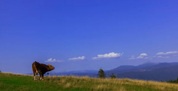 Toros Jóvenes Cima Una Montaña Contra Cielo Azul — Foto de Stock