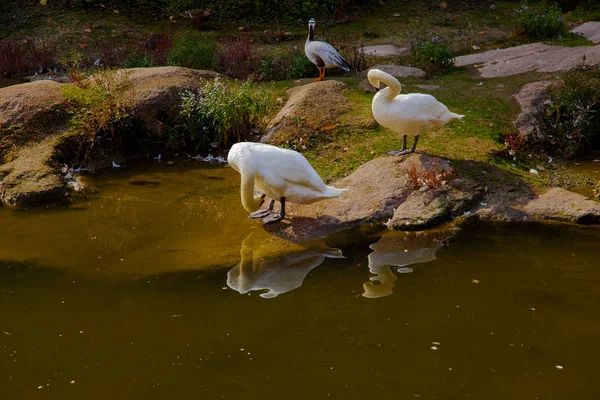 Folhas Amarelas Outono Ucrânia Uman Sophia Park — Fotografia de Stock