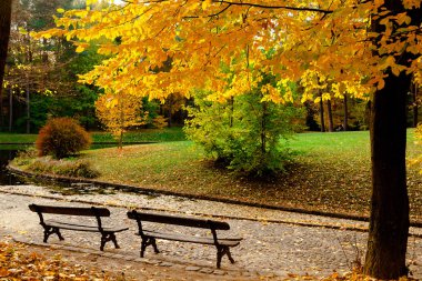 sarı sonbahar Ukrayna Uman Sophia Park yaprakları