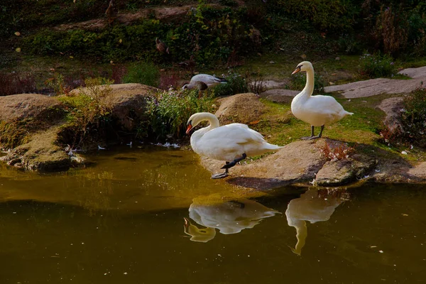 Gelbe Blätter Herbst Ukraine Uman Sophia Park — Stockfoto