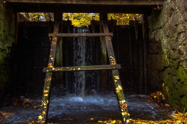 Жовті Листя Восени Україна Умань Софійського Парк — стокове фото