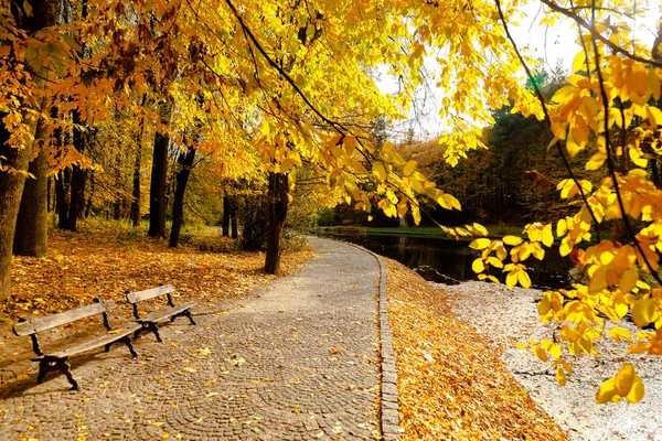 Hojas Amarillas Otoño Ucrania Uman Sophia Park —  Fotos de Stock