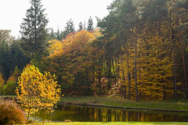 Sárga Levelek Ősszel Ukrajna Uman Sophia Park — Stock Fotó