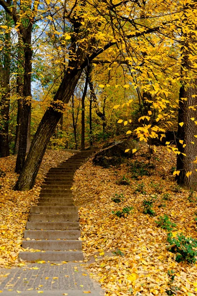 Gelbe Blätter Herbst Ukraine Uman Sophia Park — Stockfoto